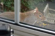 080307-Squirrel_on_window_sill_Ken_Pett