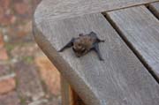 080311-Bat_having_a_rest-Ken_Pett