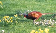 080311-Cock_Pheasant_enjoying_my_flowers-Ken_Pett