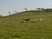 080404_Two_Headed_Sheep-