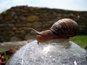 080711-Snail_in_Burton_Garden1-Jane_Croft