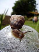 080711-Snail_in_Burton_Garden3-Jane_Croft