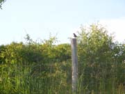 080726-stonechat_freshwater_Kevin_Klenczon