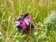 080802-Six_spot_burnet_moths_meeting_on_clifftop_milk_thistle(2)-Dani_Farrell