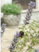 080829-Busy_Bee_at_Norburton_Hall-Margaret_Jones