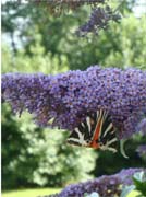 080829-Jersey_Tiger_(Day_Moth)_at_Norburton_I-Margaret_Jones