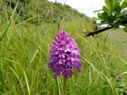 080829-Pyramidal_Orchid-Tony_Combe