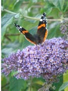 080829-Red_Admiral-Margaret_Jones