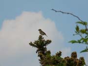 080829-Skylark-Tony_Combe