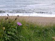 080831-Flower_on_Cliff-Laura_Hickey