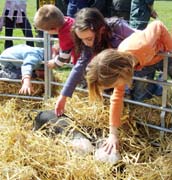 080901-Burton_Bradstock_Pig_Project-Humphrey_Walwyn