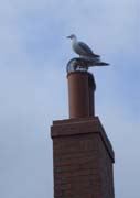 080903-SEAGULL_UP_HIGH_BURTON_BRADSTOCK-JOHN_BURGE