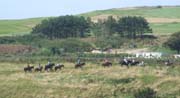 080903-Trekking_through_the_countryside_Burton_Bradstock-John_Burge