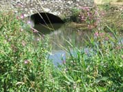 080903-wildflowers_at_the_river_Burton_Bradstock-