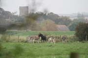 080906-Donkeys_in_the_mist-Janette_Bird