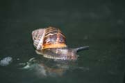 080906-snail_