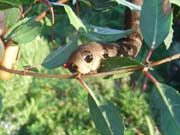 080909-Elephant_hawkmoth_caterpillar-Philip