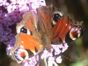 080909-Peacock_butterfly-Philip_Howse