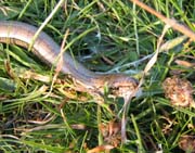 080909-Slow_worm-Kate_Rowe