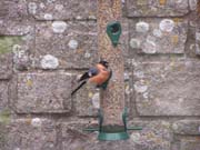 080913-Bullfinch_on_feeder-Dennis_Lumley