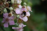 080913-Busy_Bee-Simon_Kirby