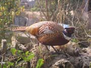 080913-Cock_Pheasant-Carol_Lumley