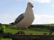 080913-Herring_Gull-Carol_Lumley