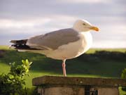 080913-Seagull_on_one_leg-Carol_Lumley