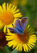 080914-A_Common_Blue-Jan_Hinton