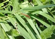 080914-A_Common_Darter-Pat_Hinton