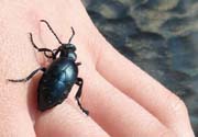 080914-Beetle-Dianne_Sinclair