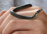 080914-Grass_snake_close-up-Dianne_Sinclair