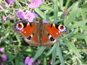 080915-Peacock_Butterfly_at_Rest-Denise_Rogers