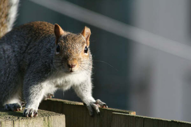 090126-squirrel-Luke_Smith