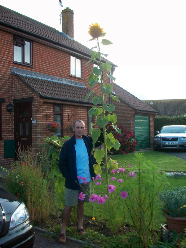 090904-Is_this_the_biggest_sunflower_in_Burton_Bradstock-Judi_Kanellaki