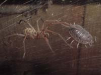 090126-spider_vs_louse-Luke_Smith