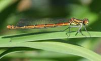 090506-A_damsel_fly_relaxing_on_a_summer_evening-Sophie_Miller