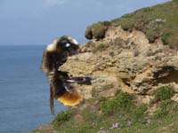 090803-Giant_Bee_on_Burton_Bradstock_cliffs-Matthew_Spencer-Smith