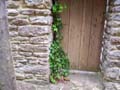 Ivy Around Door