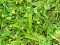 Tiny Yellow Flowers