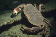 Edible Crab