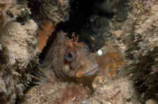 Tompot Blenny