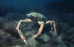 Spider Crabs