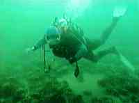 Diver over Spider Crab gathering