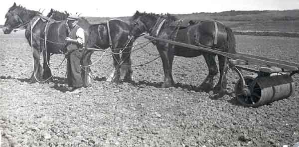 Frank White using horsepower