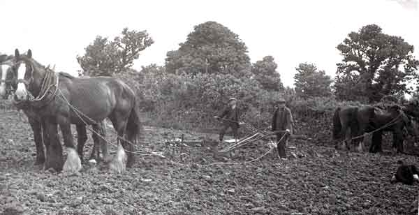 Harrowing by horsepower