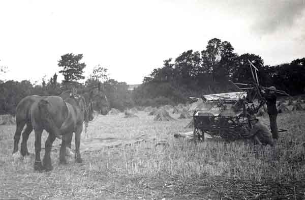 A reaper/binder in Mr Bishop's field in Annings Lane 