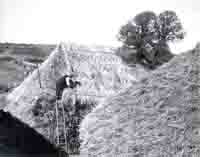 W Legg of Shipton thatching a rick on Bredy Farm C1935 