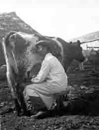 Edgar Hawkins milking the hard way at Shadrach Dairy Farm in Mill Street