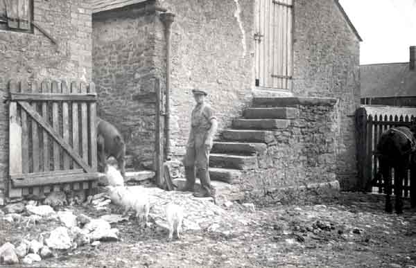 The piggery at Manor Farm with Billy Helps 